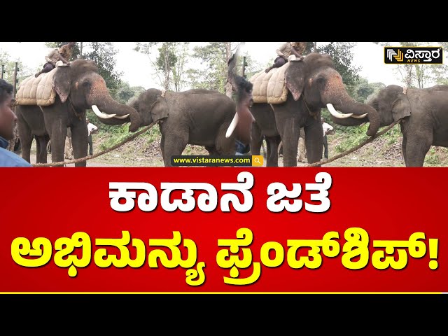 ಪುಂಡಾನೆ ಹಿಡಿದು ಫ್ರೆಂಡ್‌ಶಿಪ್ ಮಾಡಿಕೊಂಡ ಅಭಿಮನ್ಯು|Abhimanyu Elephant Caught Wild Elephant | Vistara News