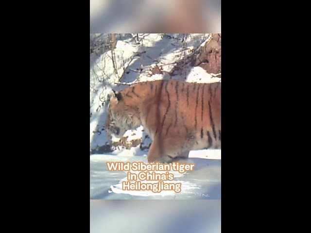 Image of endangered wild Siberian tiger captured in China's Heilongjiang