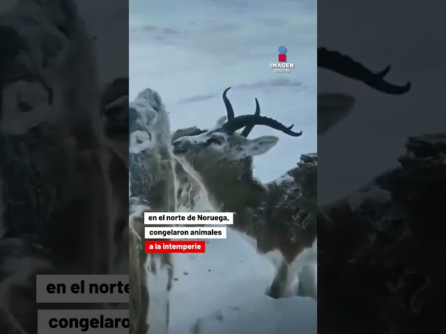 Animales congelados por bajas temperaturas en Noruega #shorts