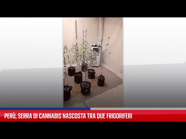 Perù, serra di cannabis nascosta tra due frigoriferi