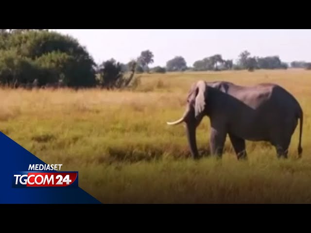 Strage di elefanti in Zimbabwe