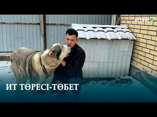 ИТ ТӨРЕСІ-ТӨБЕТ