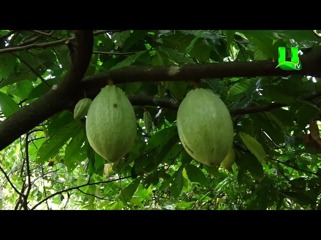 AYEKOO: GOOD COCOA PRUNING METHOD