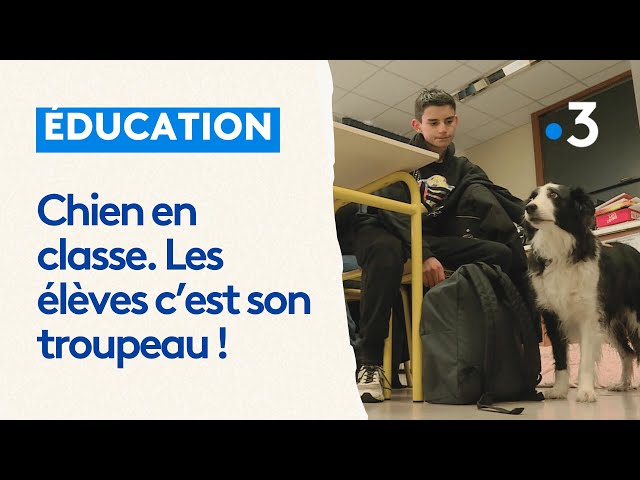 Chien en classe. Ficelle veille sur ces élèves en difficultés scolaires