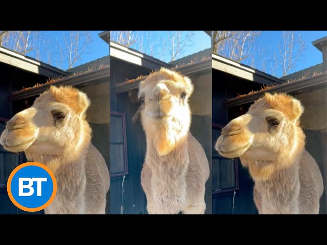 This camel is literally breaking into people's homes — just for snacks