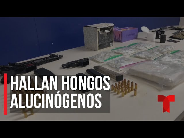 Encuentran hasta hongos alucinógenos durante operativo