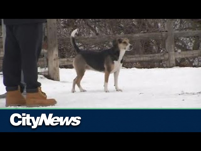 Caring for your pet in frigid temperatures