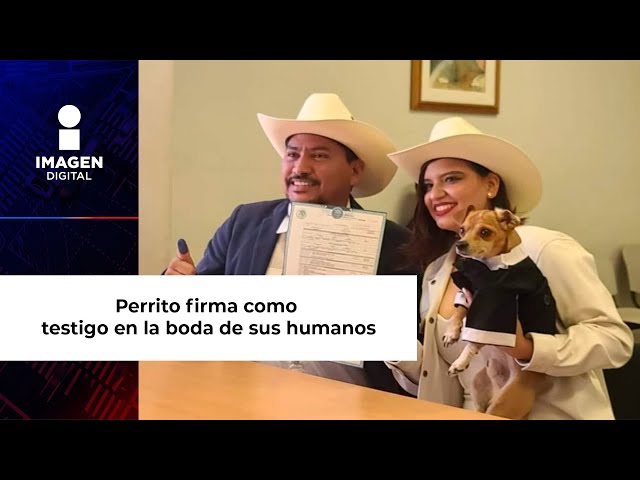 Perrito firma como testigo en la boda de sus humanos