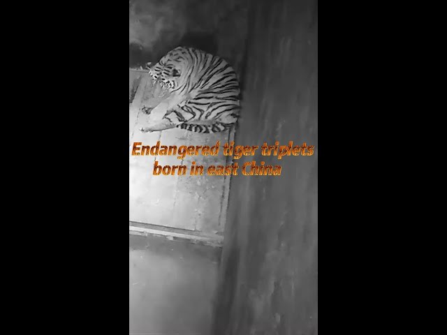 Endangered tiger triplets born in east China