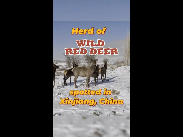 Herd of wild red deer spotted in Xinjiang, China