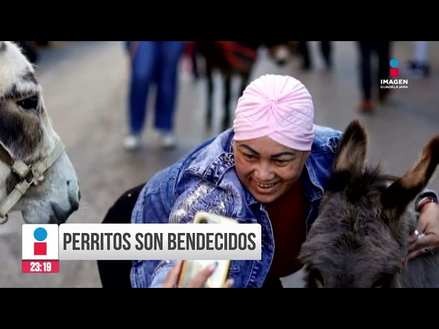 Perritos devotos son bendecidos en iglesia | Imagen Noticias GDL con Rey Suárez