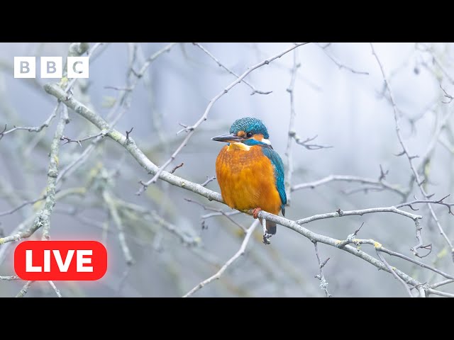  LIVE wildlife cameras  19 January ❄️ BBC Winterwatch 2024