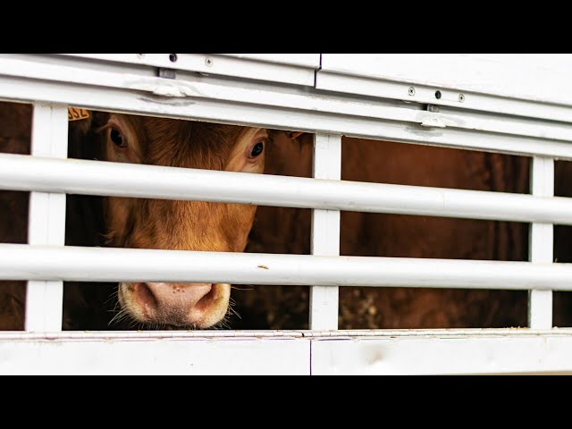 Albanese government rejects offer to settle live export class action