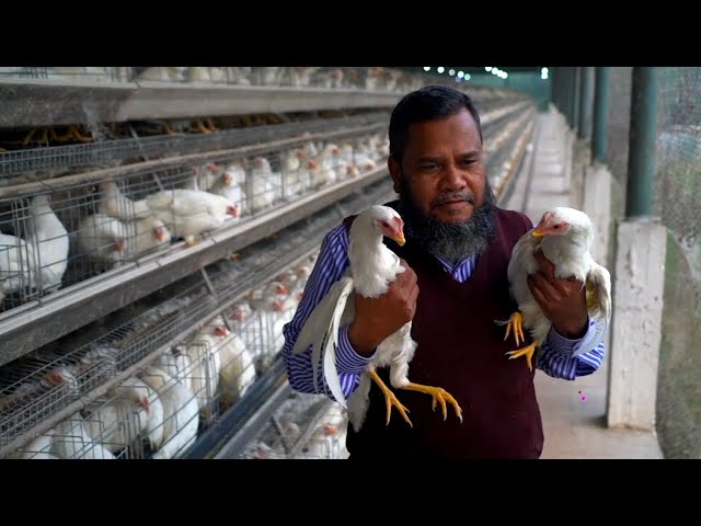 GLOBALink | Leading Chinese feed manufacturer beneficial to Bangladesh poultry farmers