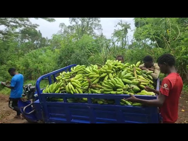 Grand reportage à Mohéli, île peut nourrir les autres îles des Comores