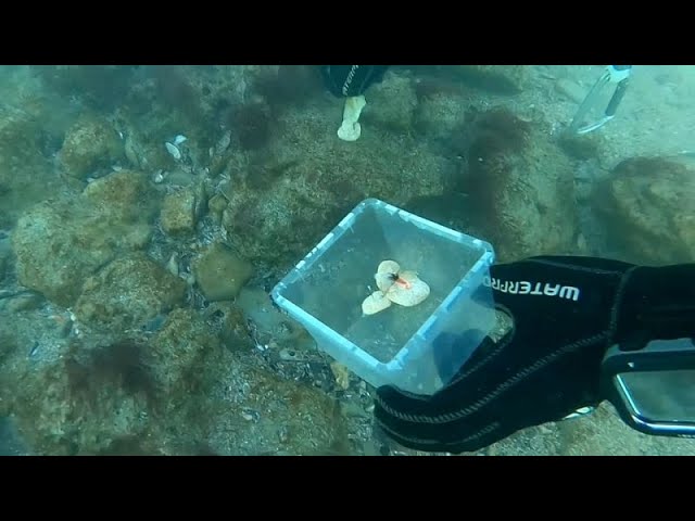 Algas de laboratorio en Rumanía para restaurar el ecosistema submarino en el mar Negro