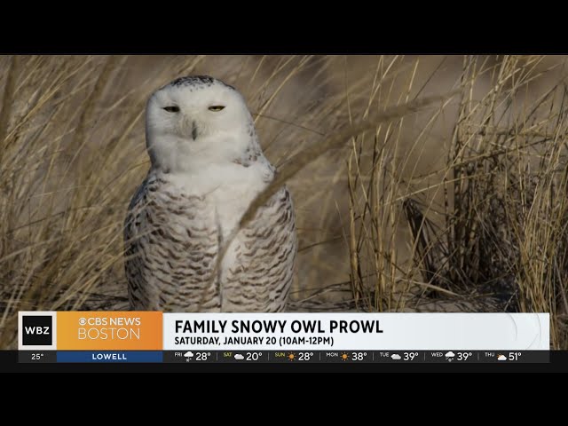 To Do List: Snowy owl prowl in Ipswich, Gloucester's So Salty Festival, iceless curling in Bost