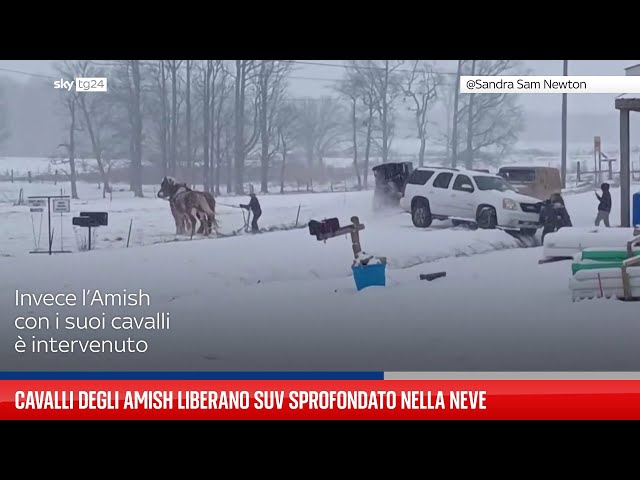 Cavalli degli Amish liberano SUV sprofondato nella neve