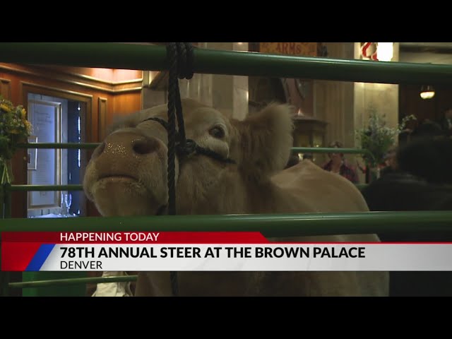 Grand champion steer to be showcased at Brown Palace