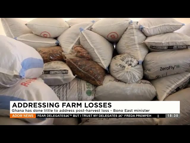 Farm Losses: Ghana has done little to address post-harvest loss – Bono East minister  (19-1-24)