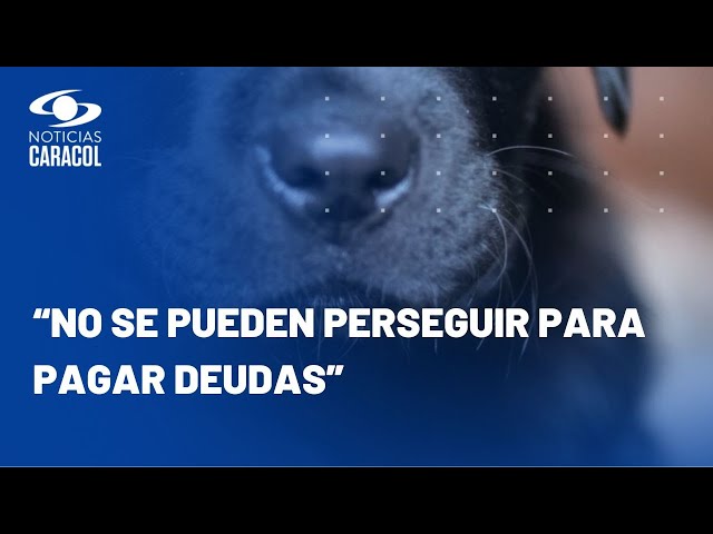 Mascotas vuelven a las altas cortes por demanda que pide que no sean bienes embargables