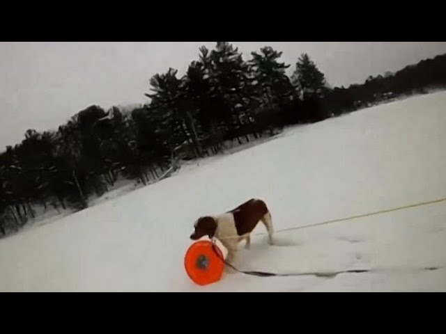 Dog helps rescue owner from Michigan lake