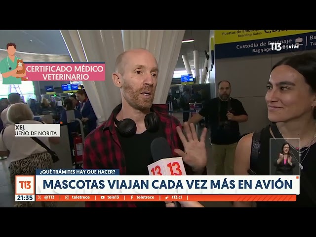 Mascotas viajan cada vez más en avión: ¿Qué trámites hay que hacer?