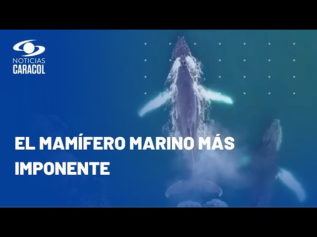 Asombrosas imágenes del avistamiento de ballenas durante la Expedición Antártica