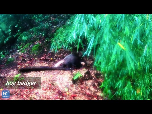 From sunrise to sundown: numerous wild animals caught on film at Wumeng Mountains