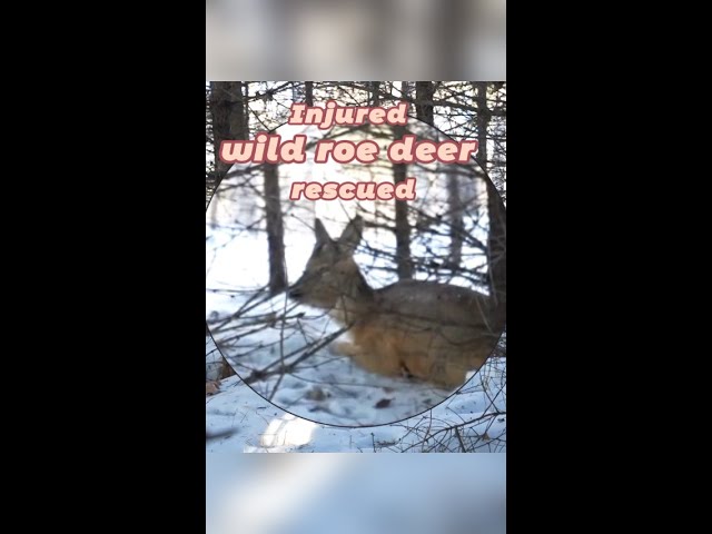 Injured wild roe deer rescued in China's Heilongjiang