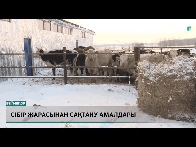 СІБІР ЖАРАСЫНАН САҚТАНУ АМАЛДАРЫ