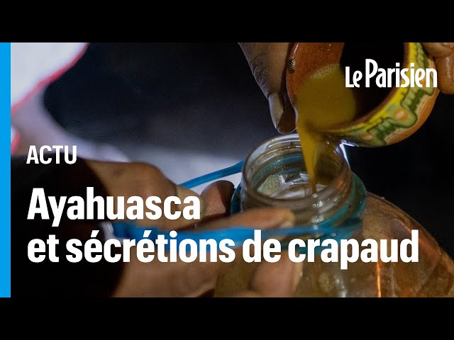 Gourou et substances psychotropes: un vaste réseau chamanique démantelé en Espagne