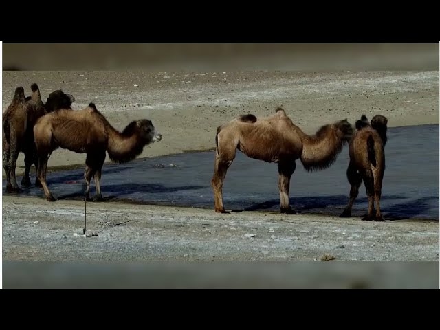 Caught on camera: Wild camels spotted in Gansu reserve