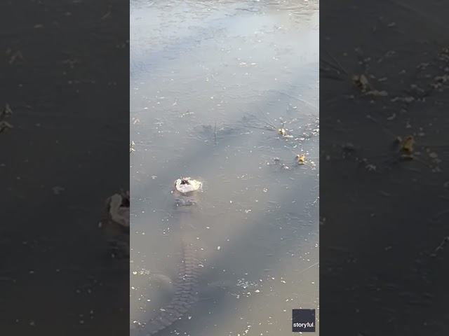 Gator survival technique 101: Stick your snout out of frozen water #Shorts