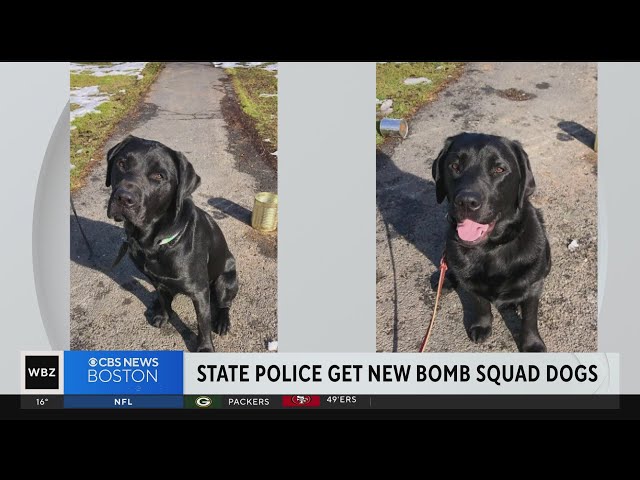 Mass. State Police welcome 2 new bomb squad dogs