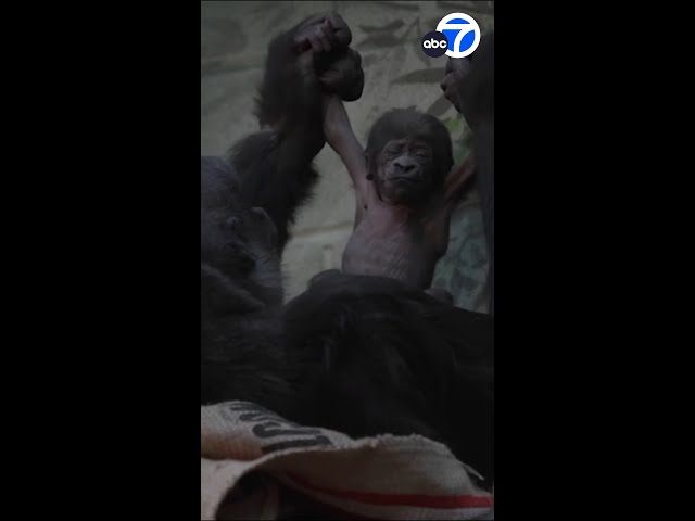 London zoo welcomes critically endangered western lowland baby gorilla