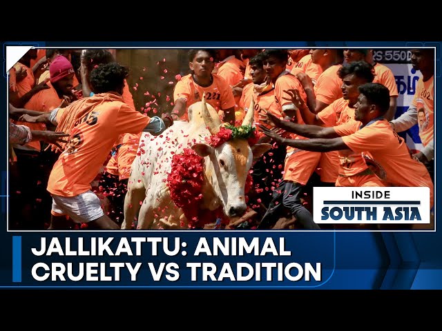 Jallikattu: Controversial Bull-taming sport Returns | Inside South Asia