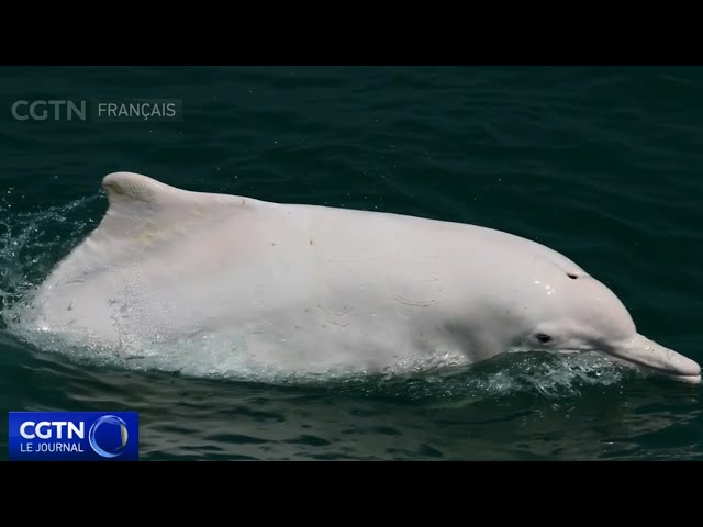 Les experts constatent une augmentation de la population des rares dauphins blancs chinois