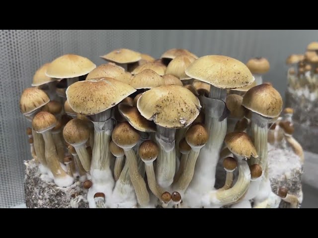 Colorado company developing potential prescription psilocybin product