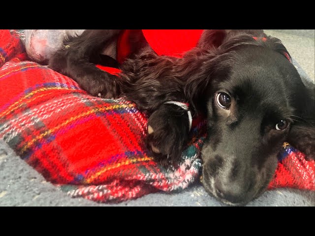 6-legged spaniel undergoes surgery, adjusts to life on 4 paws