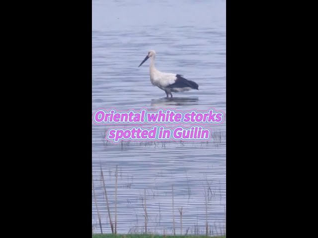 Oriental white storks spotted in China's Guilin