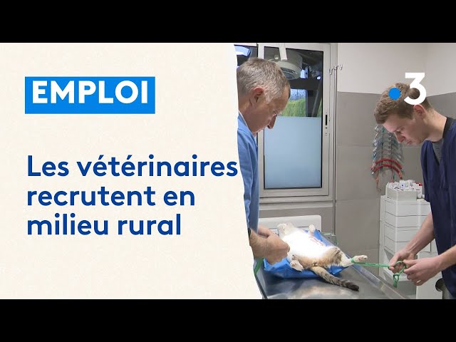 Les vétérinaires recrutent en milieu rural