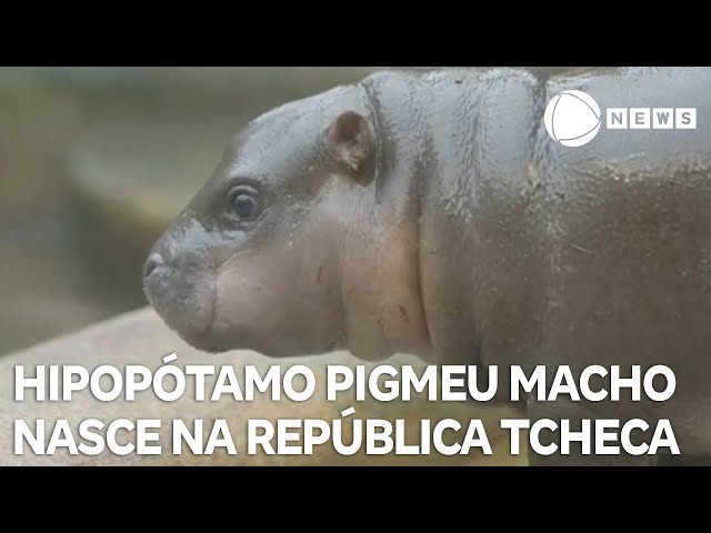 Hipopótamo pigmeu macho nasce na República Tcheca