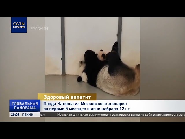 Панда Катюша из Московского зоопарка за почти полгода набрала 12 кг