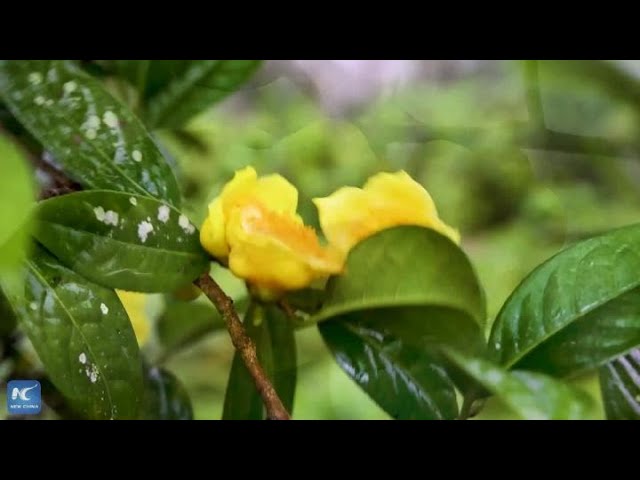 Wild Camellia flowers bloom in Yunnan's Daweishan National Nature Reserve