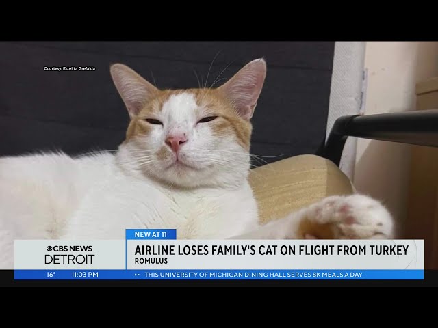 Airline loses family's cat on flight from Turkey