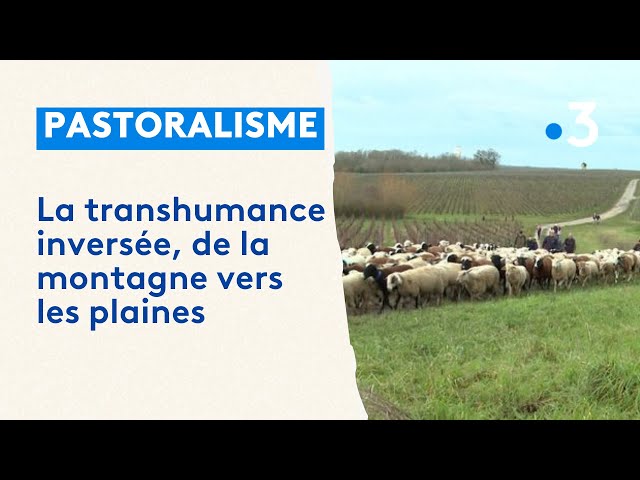 La transhumance inversée, de la montagne vers les plaines : le retour d'une tradition oubliée