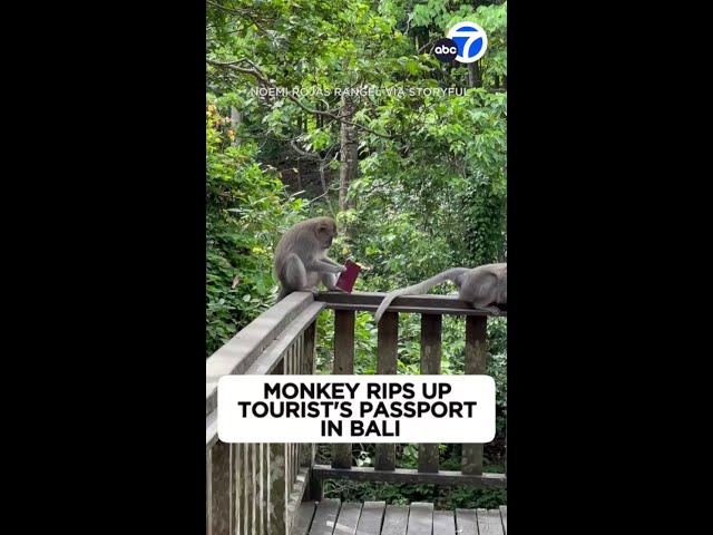 Mischievous monkey rips up Bali tourist's passport