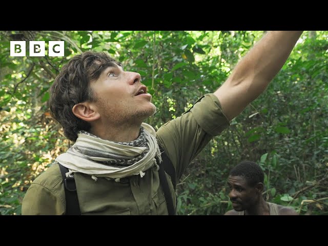 Foraging honey from aggressive jungle bees   | Wilderness with Simon Reeve - BBC