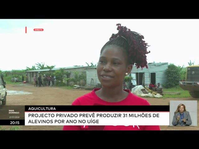 Agricultura - Projecto privado prevê produzir 31 milhões de avelinos no Uíge